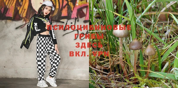 шишки Балахна